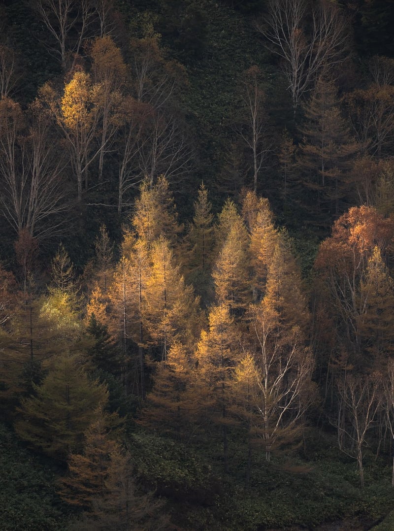 Nature's Beauty